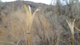 Image of sagebrush mariposa lily