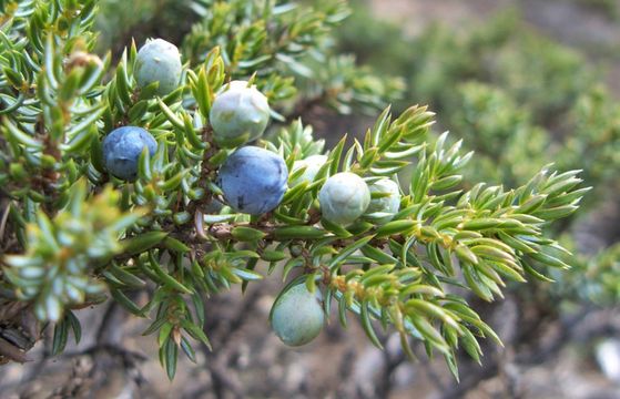 Image of Juniperus communis var. saxatilis Pall.