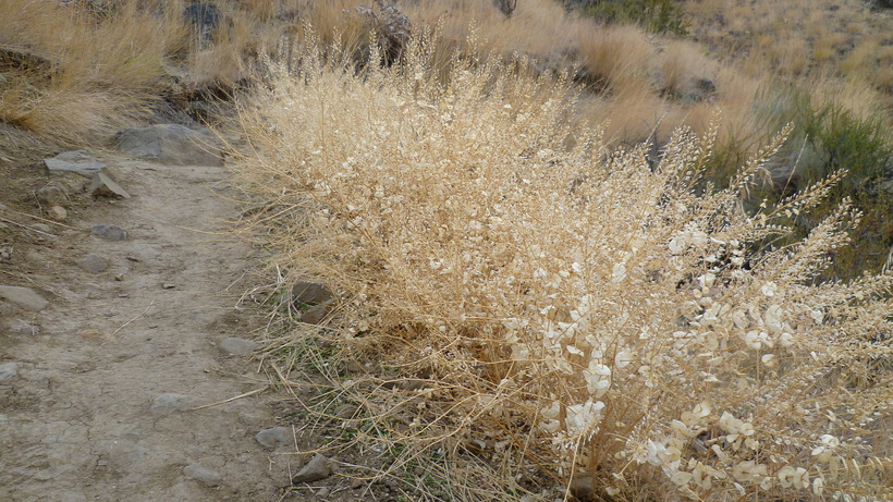 Image of clasping pepperweed