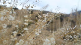 Image of clasping pepperweed