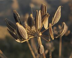 Lomatium nudicaule (Pursh) Coult. & Rose的圖片