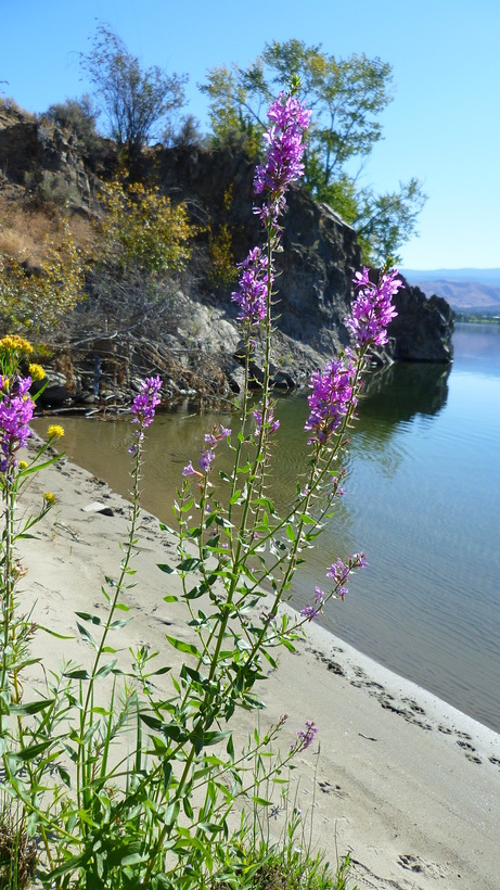 Image of Purple Loosestrife