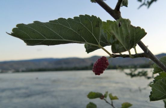 Image of white mulberry