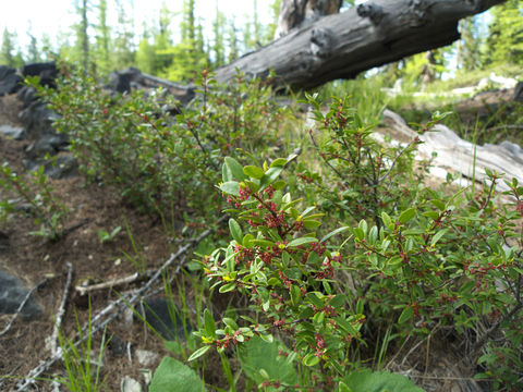 Image of Oregon boxleaf