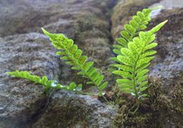 Image of western polypody