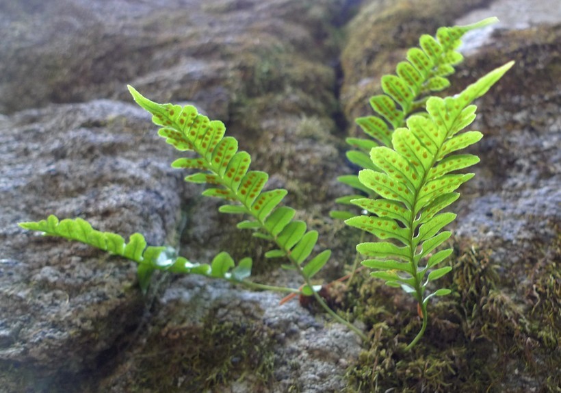 Image of western polypody