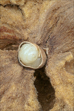 Image of <i>Andricus quercustozae</i>