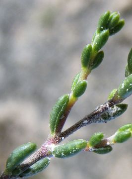 Image of Strotheria gypsophila B. L. Turner