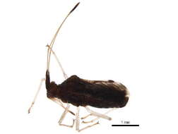 Image of Malcidae