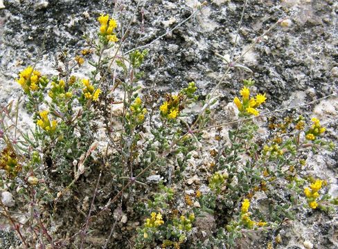 Image of Strotheria gypsophila B. L. Turner