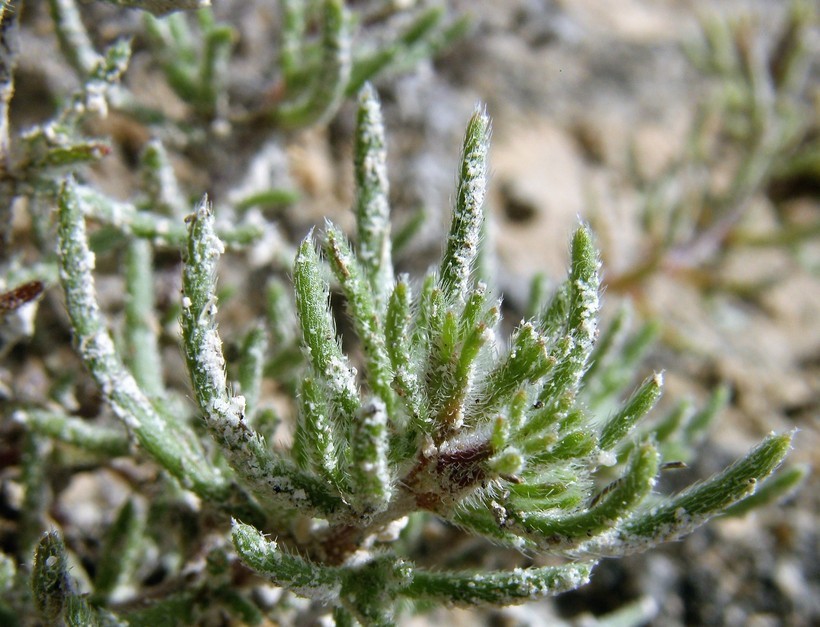 Image of hairy crinklemat