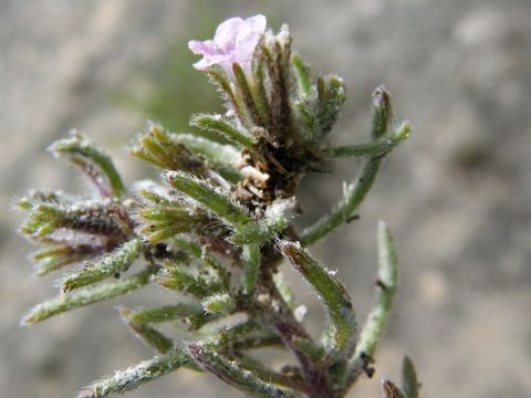 Image of hairy crinklemat