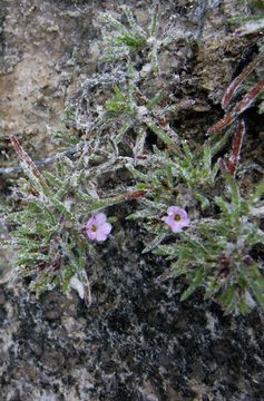 Image of hairy crinklemat