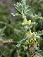 Image of escobilla butterflybush