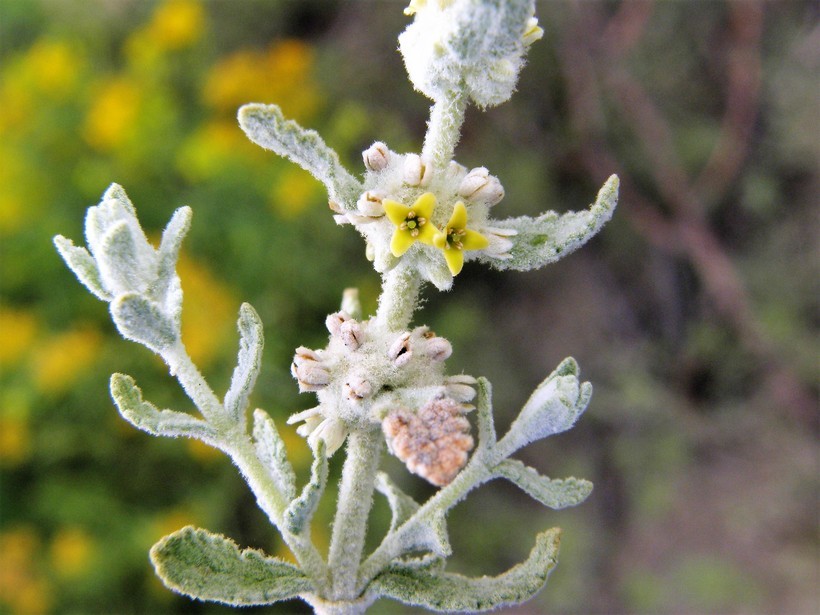 Image of escobilla butterflybush