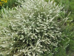 Image of escobilla butterflybush