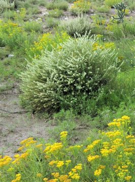 Слика од Buddleja scordioides Kunth