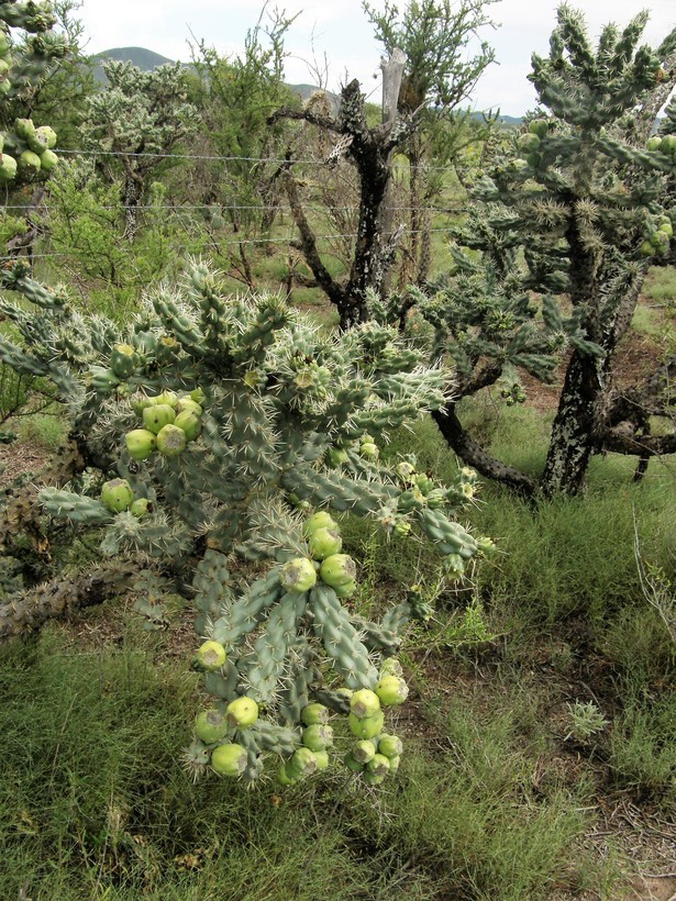 Image de Cylindropuntia imbricata (Haw.) F. M. Knuth