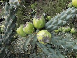 Image of tree cholla