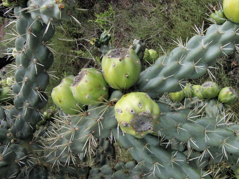 Image of tree cholla