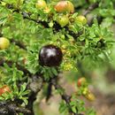 Image of Warnock's snakewood