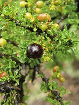 Image of Warnock's snakewood