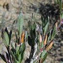 Image of Corzo's wild petunia