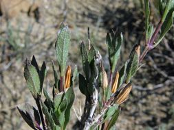 Image of Corzo's wild petunia