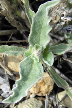 Image of Arizona snakecotton