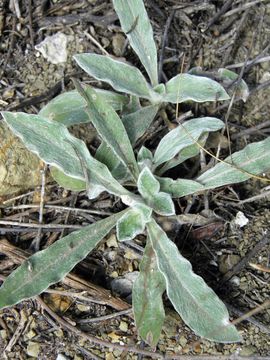 Image of Arizona snakecotton