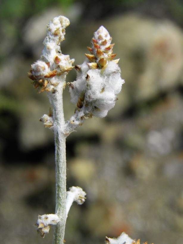 Image of Arizona snakecotton