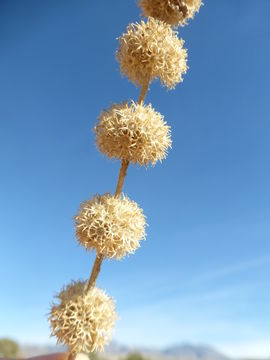 Image of horehound