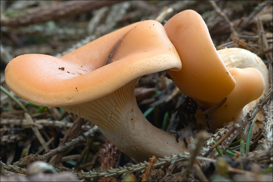 Image of Paralepista flaccida (Sowerby) Vizzini 2012