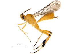 Image of Stantonia