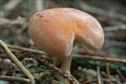 Image of Paralepista flaccida (Sowerby) Vizzini 2012