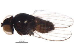 Image of Pholeomyia