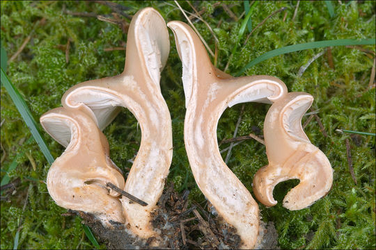 Image of Paralepista flaccida (Sowerby) Vizzini 2012