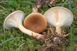 Image of Paralepista flaccida (Sowerby) Vizzini 2012