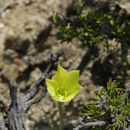 Image of <i>Zephyranthes longifolia</i>