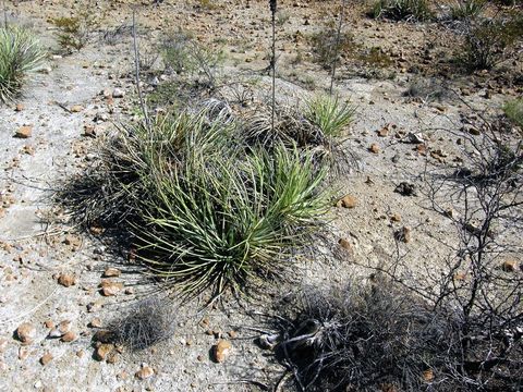 صورة Agave striata subsp. falcata (Engelm.) Gentry