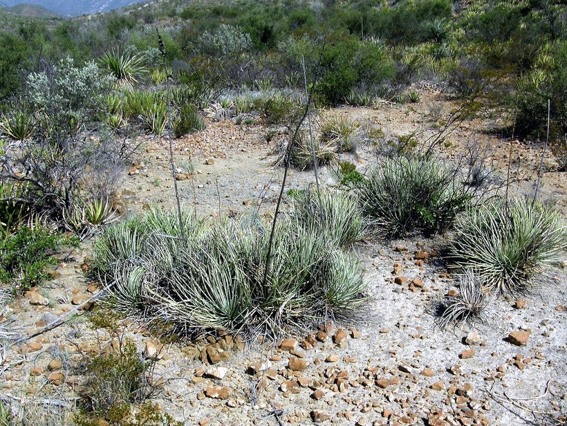 Agave striata subsp. falcata (Engelm.) Gentry resmi