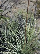 Agave striata subsp. falcata (Engelm.) Gentry resmi