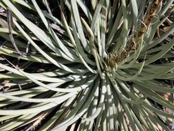 صورة Agave striata subsp. falcata (Engelm.) Gentry