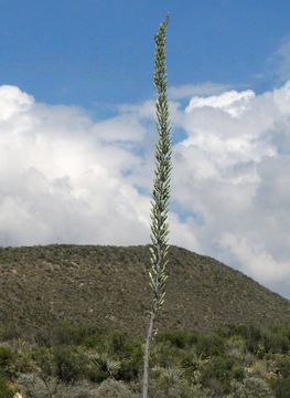 Agave striata subsp. falcata (Engelm.) Gentry resmi