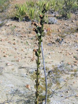 Agave striata subsp. falcata (Engelm.) Gentry resmi