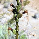 Agave striata subsp. falcata (Engelm.) Gentry resmi