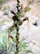 Agave striata subsp. falcata (Engelm.) Gentry resmi