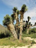 Image of Palma China yucca