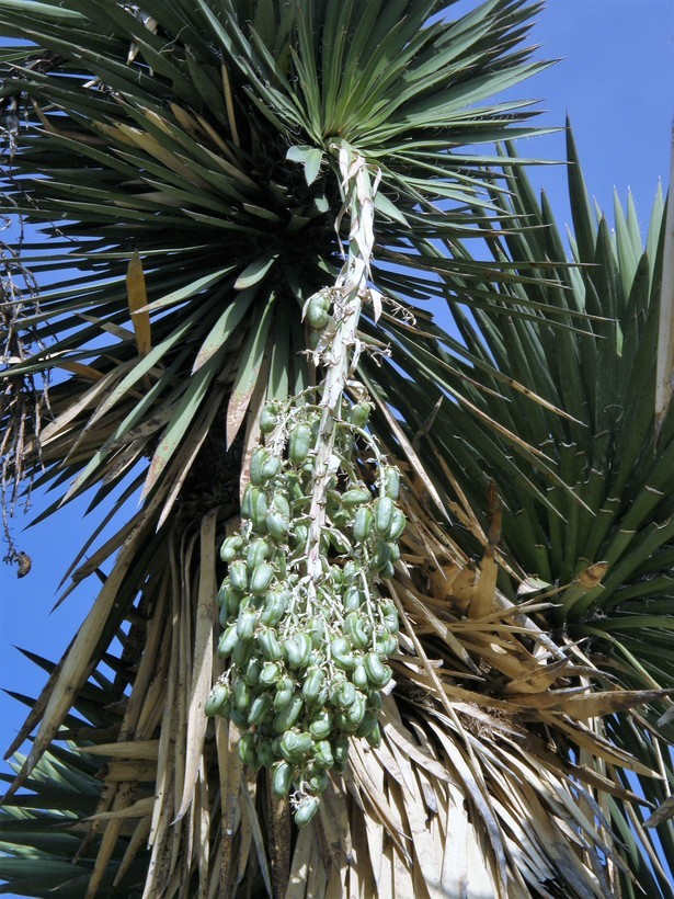 Image of Palma China yucca