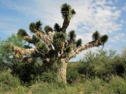 Image of Palma China yucca